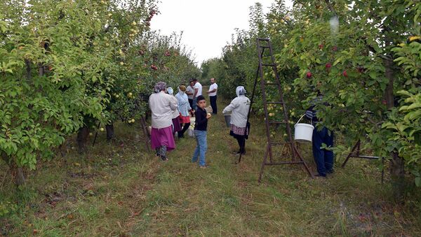 Сбор яблок в Хачмазском районе - Sputnik Азербайджан