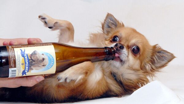 Собака с бутылкой пива, фото из архива - Sputnik Азербайджан
