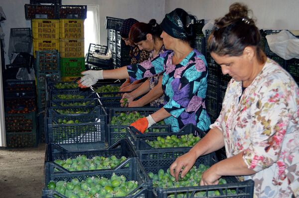 Feyxoaların yeşiklərə yığımı - Sputnik Азербайджан