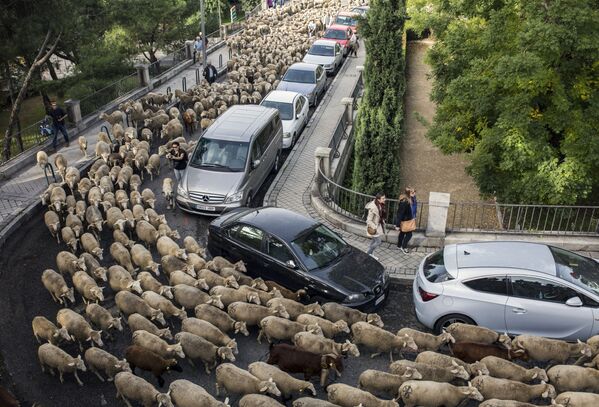 Ежегодная миграция овец через Мадрид - Sputnik Азербайджан