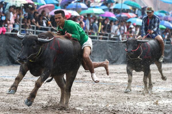 Участник ежегодного фестиваля бизонов в Чонбури, Таиланд - Sputnik Азербайджан