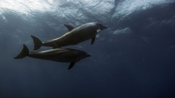 Дельфины, фото из архива - Sputnik Азербайджан