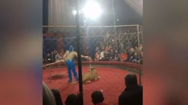 Львица напала на ребенка в цирке на Кубани Львица напала на ребенка в цирке на Кубани - Sputnik Азербайджан