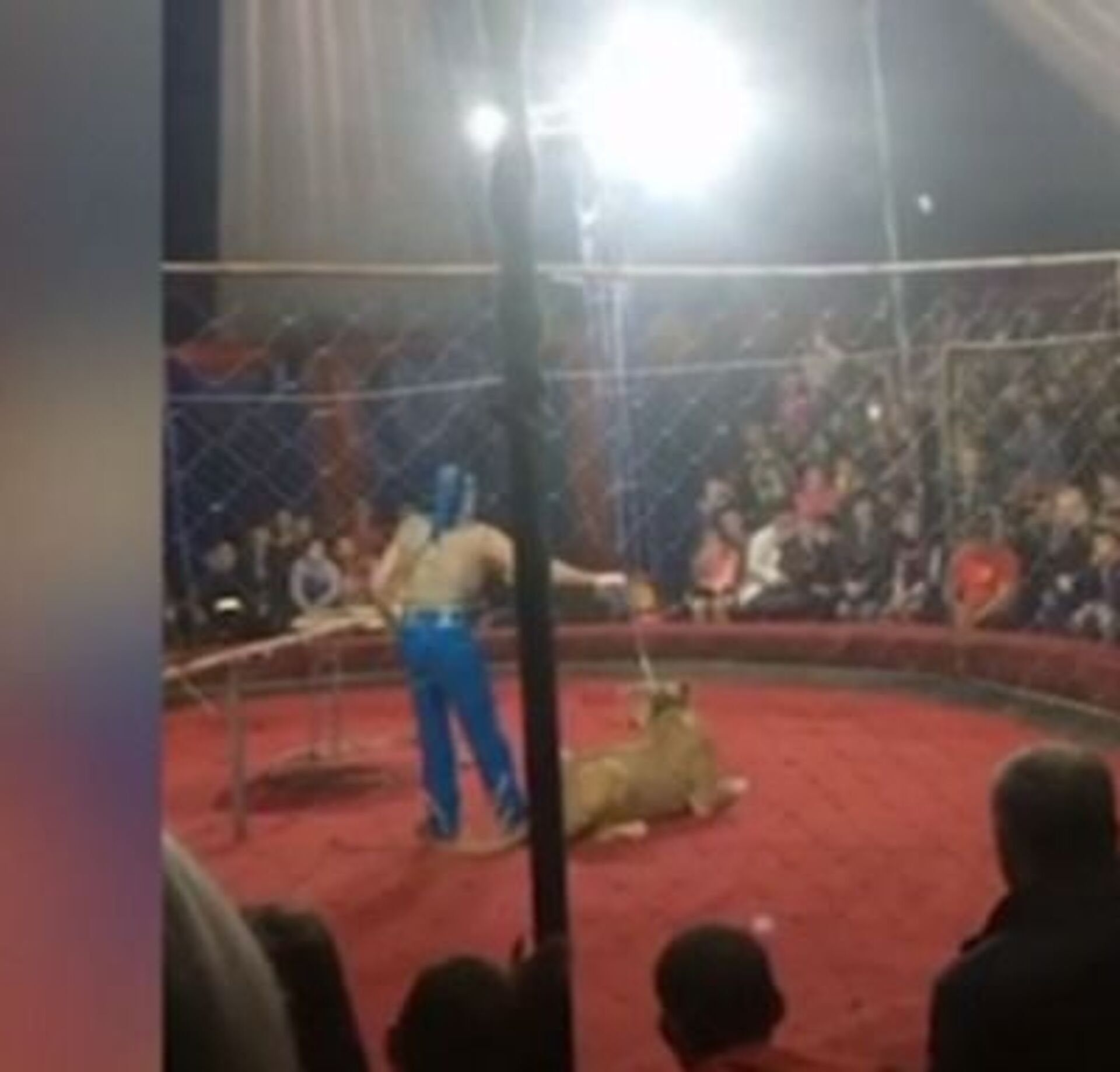 После нападения льва получил. Цирк шапито львица напала. Лев напал на девочку. Несчастный случай в цирке на Кубани.