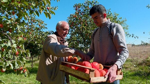 Почем азербайджанская хурма для россиян: дельцы пытаются обмануть садоводов Почем азербайджанская хурма для россиян: дельцы пытаются обмануть садоводов - Sputnik Азербайджан