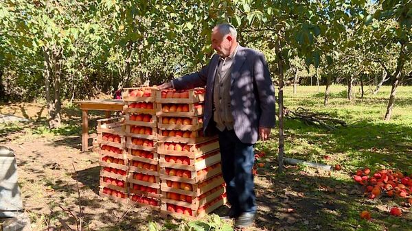 Почем азербайджанская хурма для россиян: дельцы пытаются обмануть садоводов Почем азербайджанская хурма для россиян: дельцы пытаются обмануть садоводов - Sputnik Азербайджан