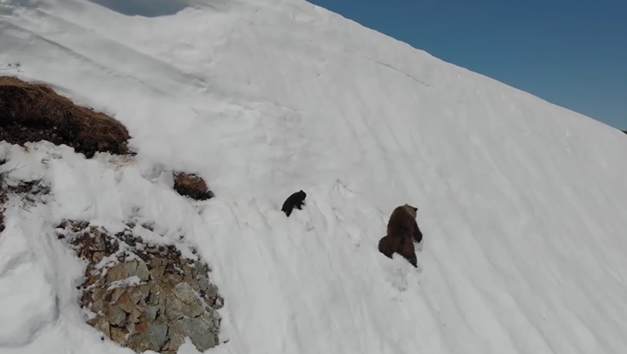 Fallen bear. Медведь на снежной горе. Медвежонок карабкается в гору. Медведь лезет на гору. Медвежонок лезет в гору.