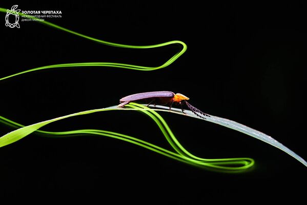 Снимок Дорога света фотографа Юхаи Ху, победивший в номинации Микромир фотоконкурса The Golden Turtle 2018 - Sputnik Азербайджан