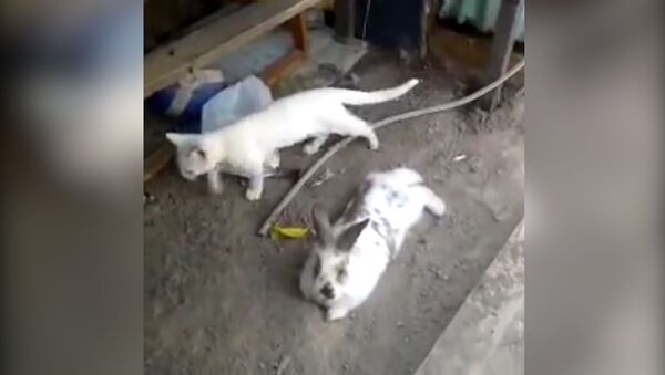 Кролик вырыл подкоп для котенка - Sputnik Азербайджан