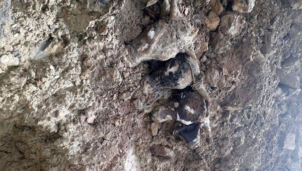 Отрубленные головы животных найденные в канализационном коллекторе - Sputnik Азербайджан