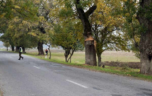 Padar kəndi yaxınlığındakı yol kənarlarında yaşıllıq zolağının məhv edilməsi - Sputnik Azərbaycan