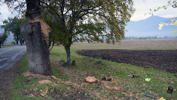 Жители Огуза жалуются на вырубку деревьев - Sputnik Азербайджан
