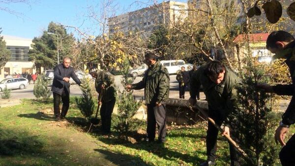 В Баку посажено около 1700 различных пород деревьев - Sputnik Азербайджан