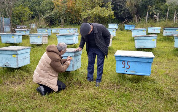 Пчеловоды Астары завершили подготовку пчел к зимовке - Sputnik Азербайджан