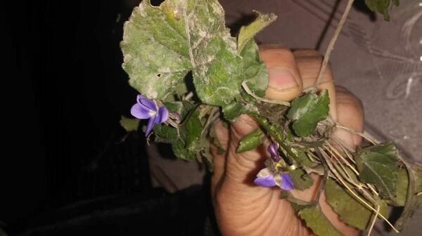 Anomal hava şəraiti təbiəti də çaşdırıb: Bənövşə çiçək açdı - FOTO Anomal hava şəraiti təbiəti də çaşdırıb: Bənövşə çiçək açdı - FOTO - Sputnik Azərbaycan
