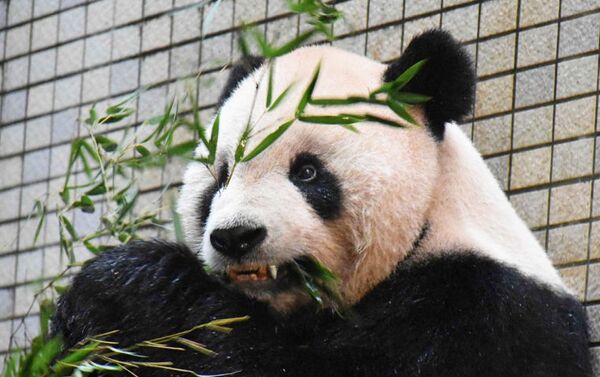 Специалисты впервые поставили зубной протез и брекеты взрослому самцу панды по кличке Туан-Туану - Sputnik Азербайджан