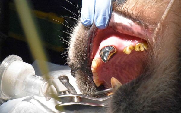Специалисты впервые поставили зубной протез и брекеты взрослому самцу панды по кличке Туан-Туану - Sputnik Азербайджан