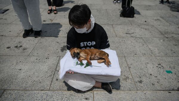 Активист из групп по защите прав животных протестует в Корее на ферме по выращиванию собачьего мяса - Sputnik Азербайджан