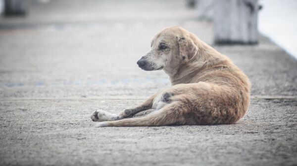 Бешеная собака, фото из архива - Sputnik Azərbaycan