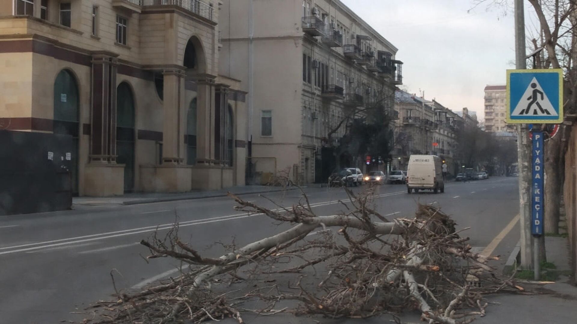 Сильный ветер в Баку повредил деревья - Sputnik Азербайджан, 1920, 24.11.2021