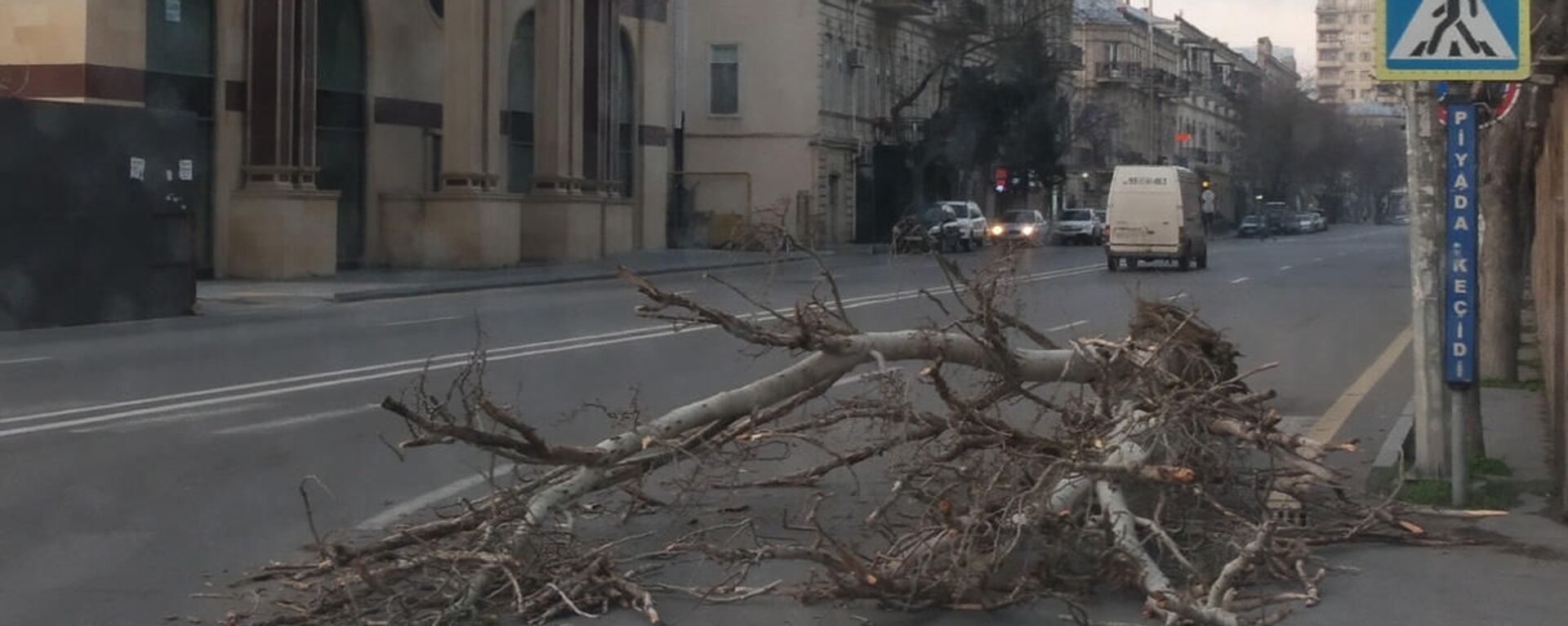 Сильный ветер в Баку повредил деревья - Sputnik Азербайджан, 1920, 24.11.2021