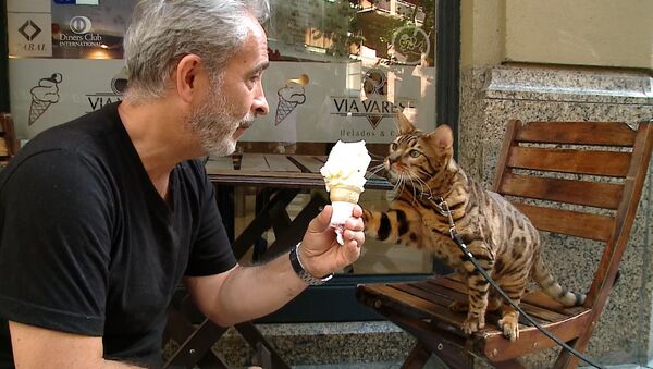 Кот-ягуар любит мороженое и не боится собак - Sputnik Азербайджан
