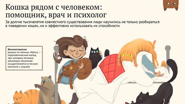 Кошка рядом с человеком: помощник, врач и психолог - Sputnik Азербайджан