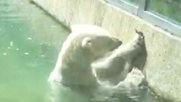 Пытавшийся оживить птицу белый медведь попал на видео - Sputnik Азербайджан