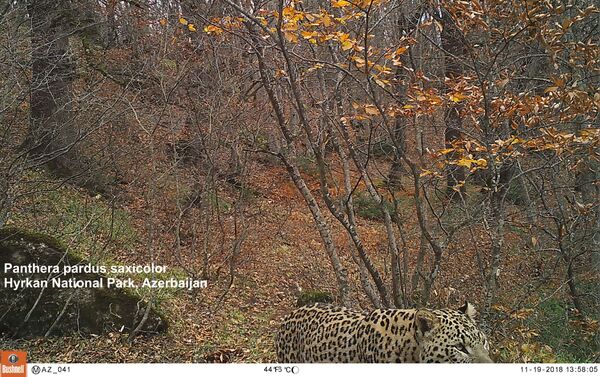 Леопард в Гирканском национальном парке - Sputnik Азербайджан