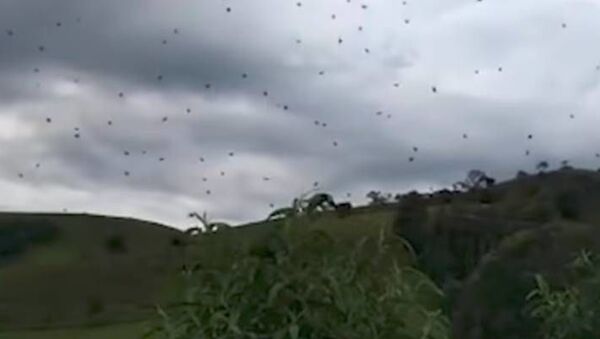 Дождь из пауков  в Бразилии  - Sputnik Азербайджан