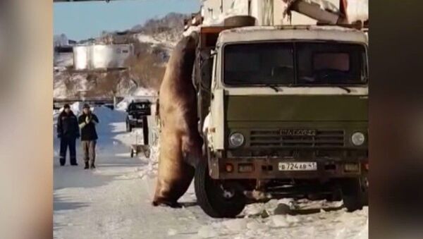 Голодный морской лев вышел к людям на Камчатке - Sputnik Азербайджан