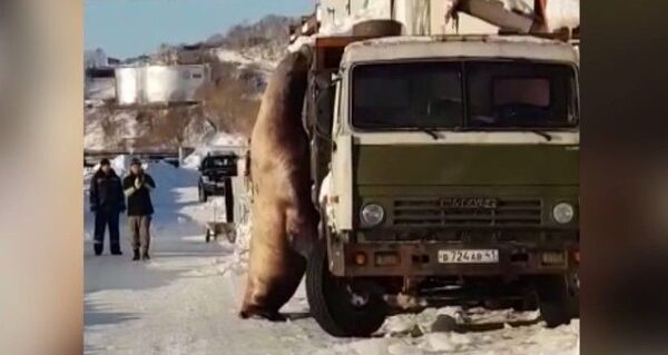 Голодный морской лев вышел к людям на Камчатке Голодный морской лев вышел к людям на Камчатке - Sputnik Азербайджан