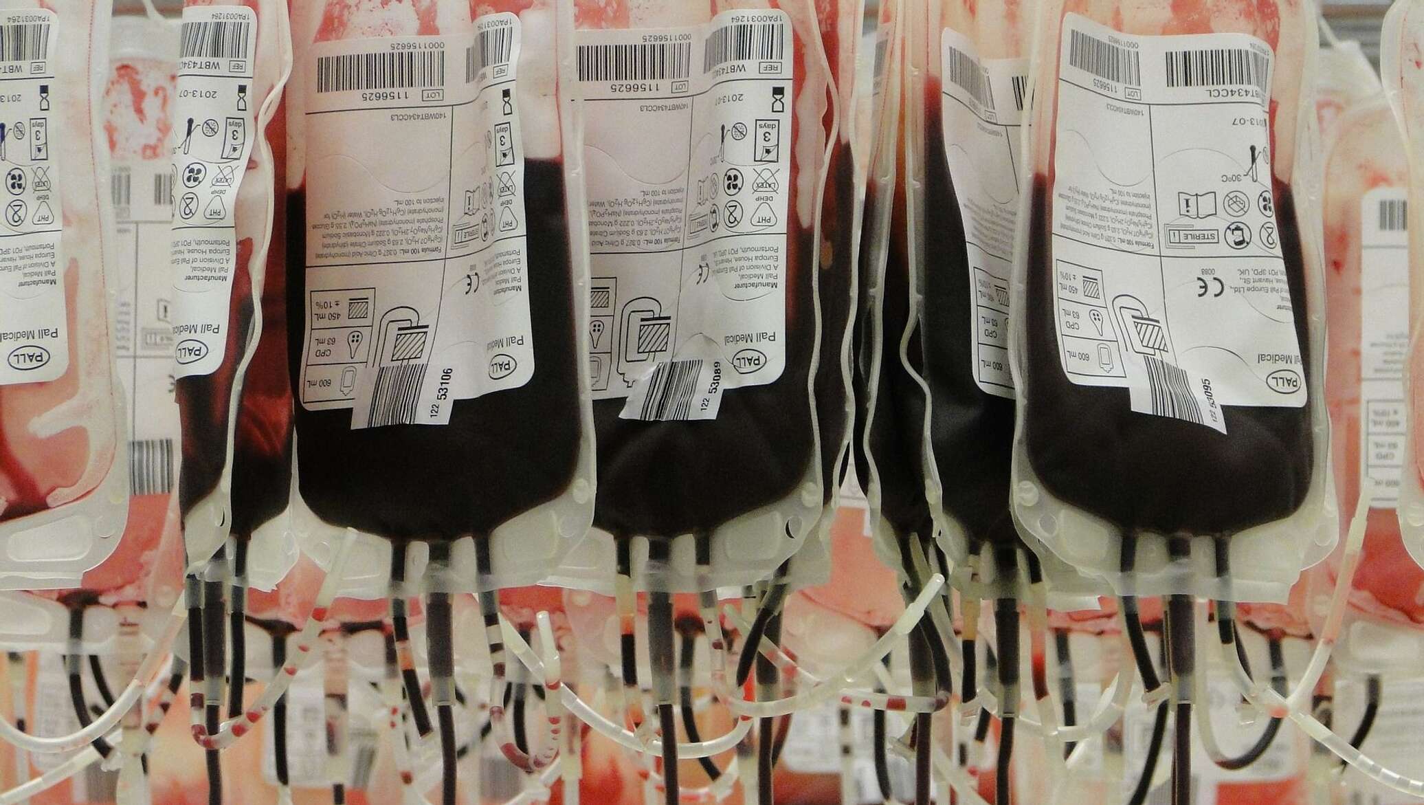 Препарат донор. Хранение донорской крови. Компоненты крови для переливания.