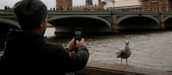 Мужчина фотографирует птицу на южном берегу реки Темзы на фоне Вестминстерского моста и здания Парламента в центре Лондона Мужчина фотографирует птицу на южном берегу реки Темзы на фоне Вестминстерского моста и здания Парламента в центре Лондона - Sputnik Азербайджан