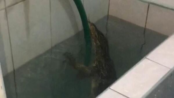 Мужчина обнаружил в своей ванной комнате огромную ящерицу - Sputnik Азербайджан