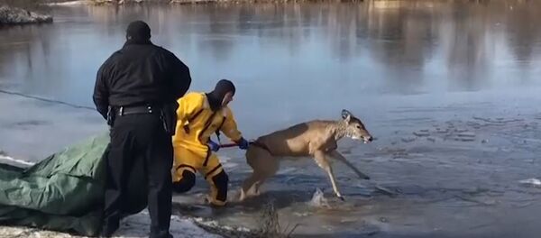 Пожарные в США спасли олененка из ледяной воды - Sputnik Азербайджан