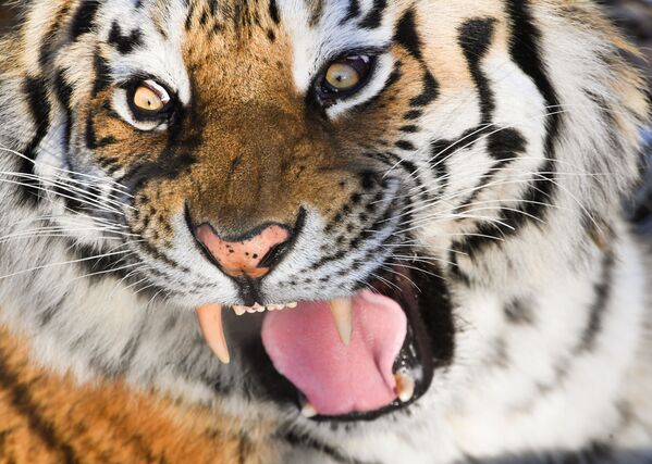 Тигр Амур в вольере Приморского сафари-парка - Sputnik Азербайджан