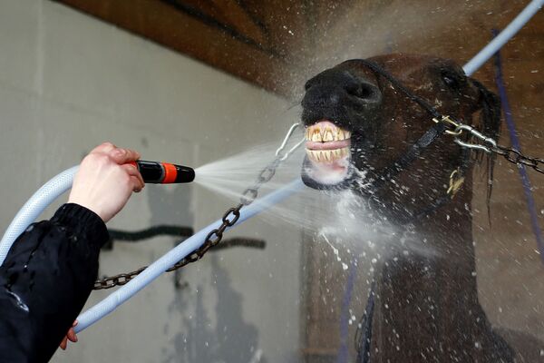 Помывка коня в преддверии начала скачек Prix d'Amerique во Франции - Sputnik Азербайджан