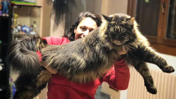 Самый длинный кот в мире - Мейнкун Баривель - Sputnik Азербайджан
