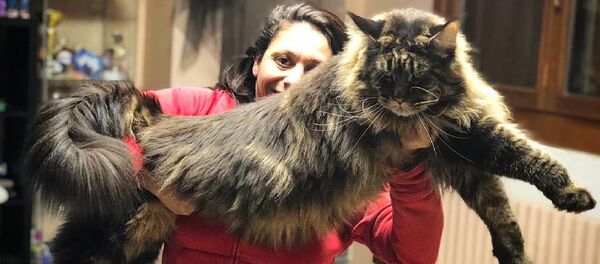 Самый длинный кот в мире - Мейнкун Баривель Самый длинный кот в мире - Мейнкун Баривель - Sputnik Азербайджан