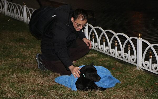 Стоматолог Гусейн Юртсевен укрывает бездомных собак и кошек - Sputnik Азербайджан