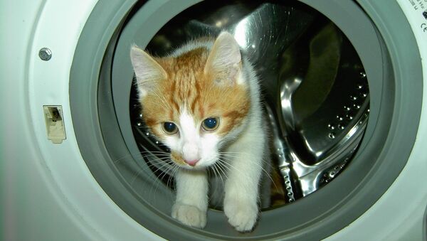 Кошка в стиральной машине - Sputnik Азербайджан