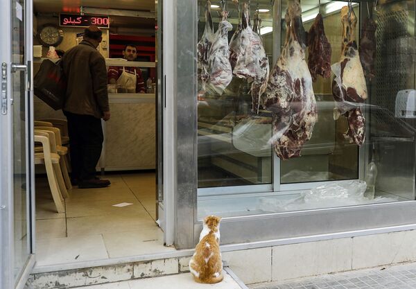 Кот напротив витрины мясной лавки в Бейруте, Ливан - Sputnik Азербайджан