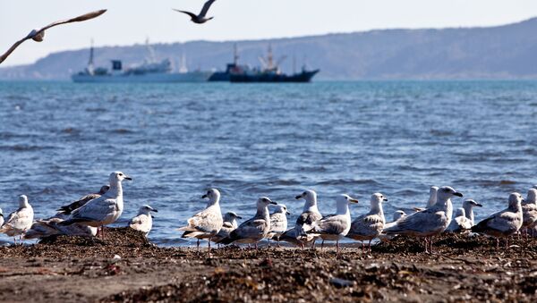 Чайки на берегу Южно-Курильского залива на острове Кунашир Курильской гряды - Sputnik Азербайджан