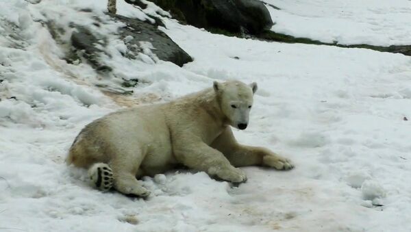 Полярный медведь радуется снегу  - Sputnik Азербайджан