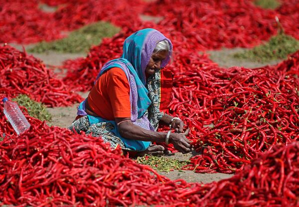 Обработка красного перца индийской крестьянкой в окрестностях Ахмадабада - Sputnik Азербайджан