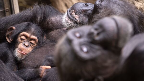 Ребенок шимпанзе спит в группе в Лейпцигском зоопарке в Лейпциге - Sputnik Азербайджан
