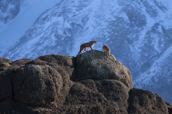 Снимок из серии Wild Pumas of Patagonia фотографа Ingo Arndt, ставшей номинантом в категории Nature Stories конкурса World Press Photo 2019 - Sputnik Азербайджан