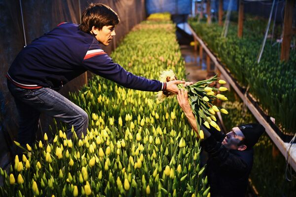 Работники во время сбора урожая тюльпанов в преддверии праздника 8 марта в тепличном хозяйстве АЛЕКСиЯ в Новосибирске - Sputnik Азербайджан