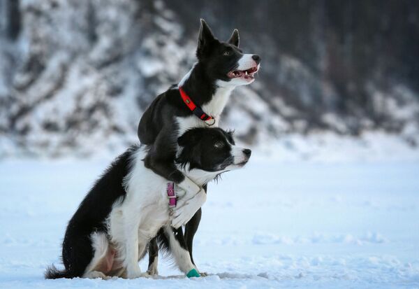 Собаки породы бордер-колли во время тренировки на замерзшей реке Енисей близ Красноярска - Sputnik Азербайджан